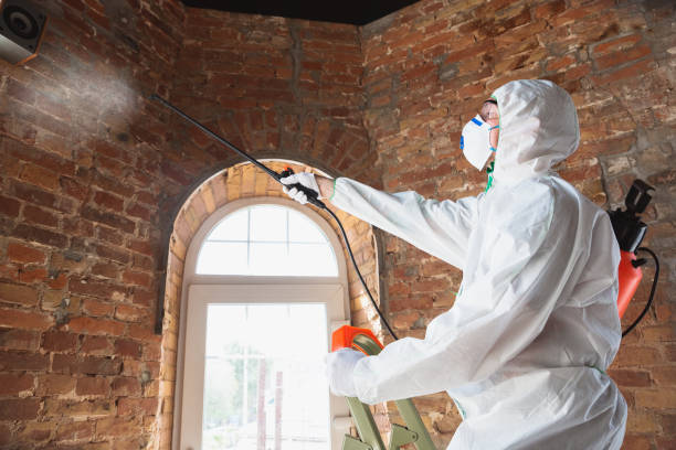 Why You Should Choose Our Mold Remediation Services in River Falls, WI